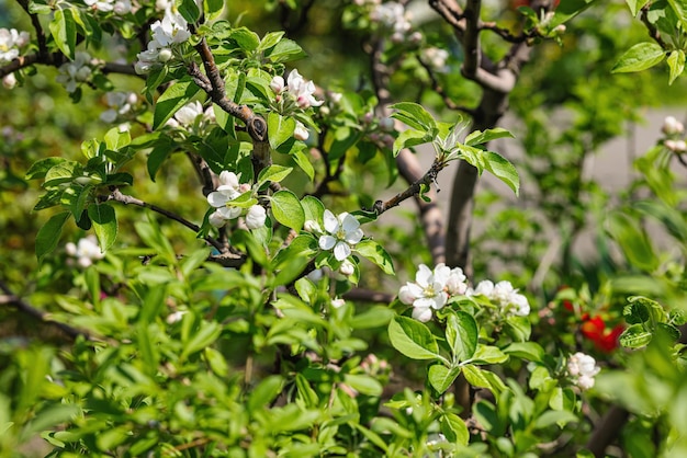 Árbol de manzana en flor en el jardín Estación de primavera de las plantas en crecimiento Concepto de jardinería Estilo floral de fondo