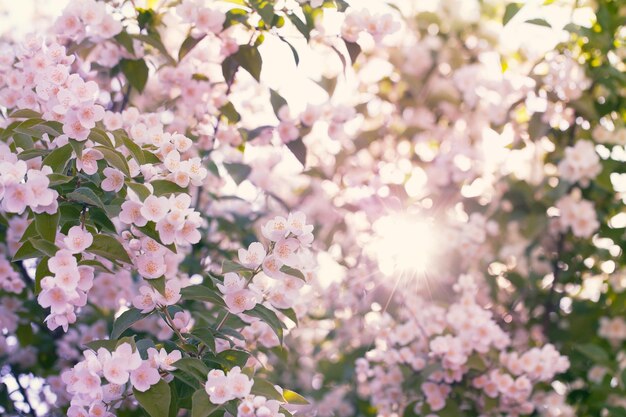 Árbol de manzana en flor con la llamarada del sol