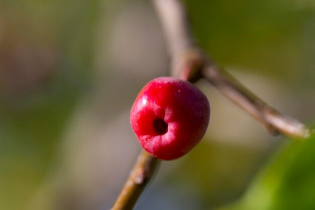 Árbol de manzana lleno de manzanas malus baccata manzanas pequeñas rojas en una rama en el jardín cerca