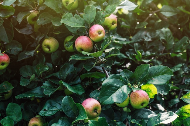 Árbol de manzana. Manzanas en el árbol