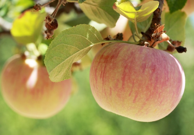 Árbol de manzana