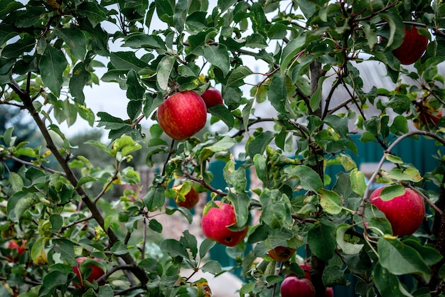 Árbol con manzanas rojas en otoño.