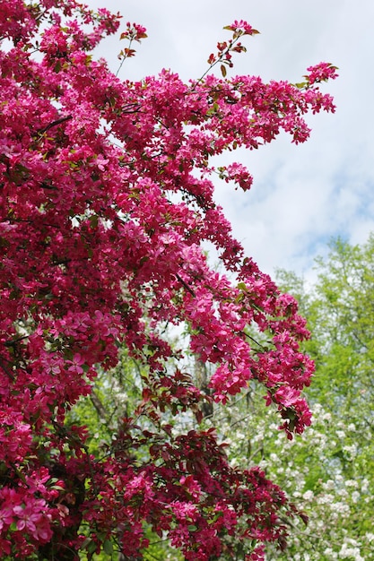 Árbol de manzano en flor