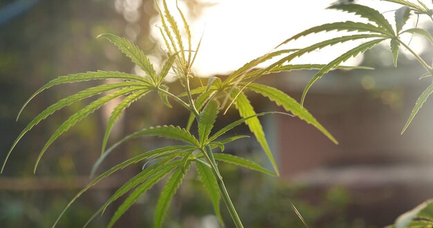 Árbol de marihuana verde planta de cannabis narcótico a base de hierbas en invernadero Hoja de cáñamo hecha cannabis aceite crudo medicina granja a la luz del sol CBC THC hierba agricultura Hoja de maleza Droga medicina concepto de salud