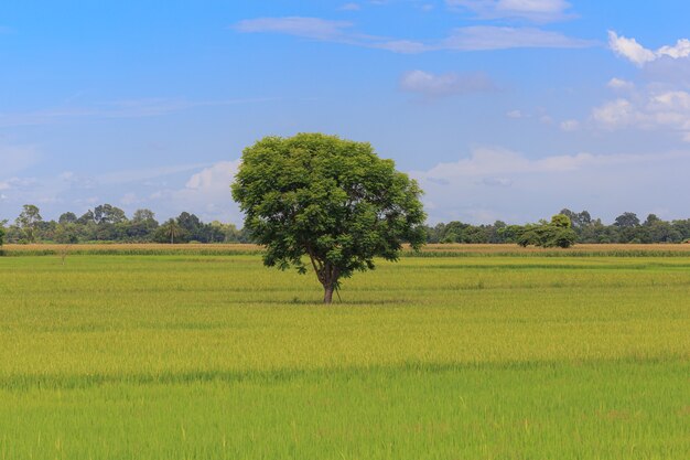 Árbol en medio del campo de arroz