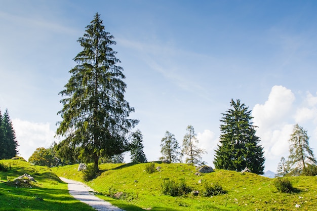 Árbol en medio de prado verde con fondo de cielo azul