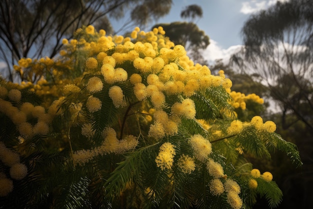 Árbol de mimosa en plena floración con cientos de delicadas flores en amarillo