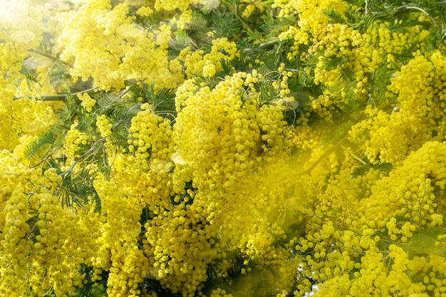 Árbol de mimosa con ramas de flores frescas y esponjosas