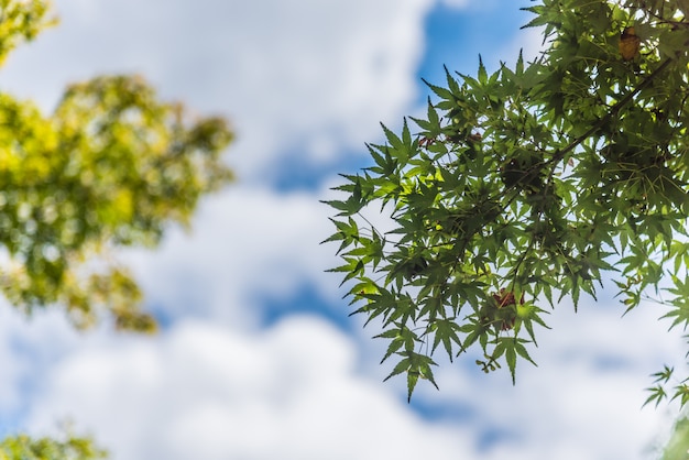 Árbol Momiji y cielo azul con nubes hinchadas. Viajar en concepto de Japón