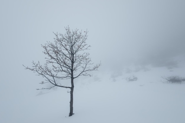 Árbol en la montaña de invierno