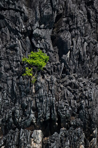 Árbol en la montaña rocosa negra