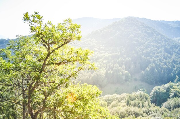 Árbol y montaña vistas de los Cárpatos con filtro