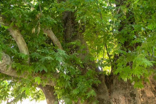 Árbol de morera densamente cubierto de hojas