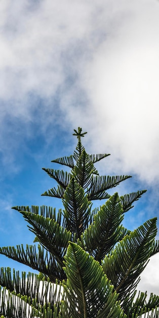 Árbol con motivos geométricos en el cielo despejado Vista desde abajo