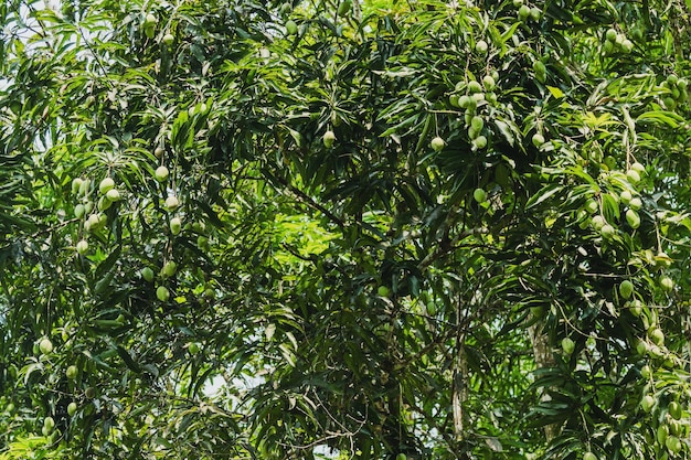 Árbol con muchas frutas de mango sin madurar