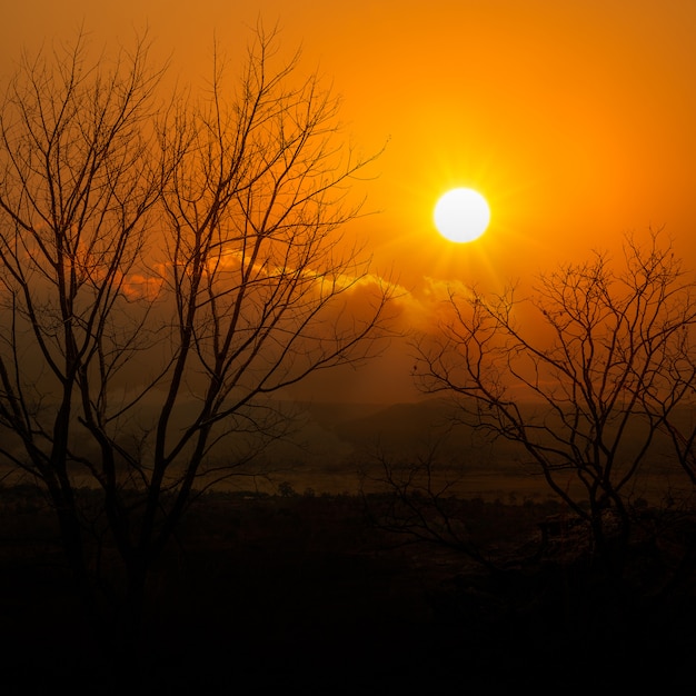 Árbol muerto al atardecer