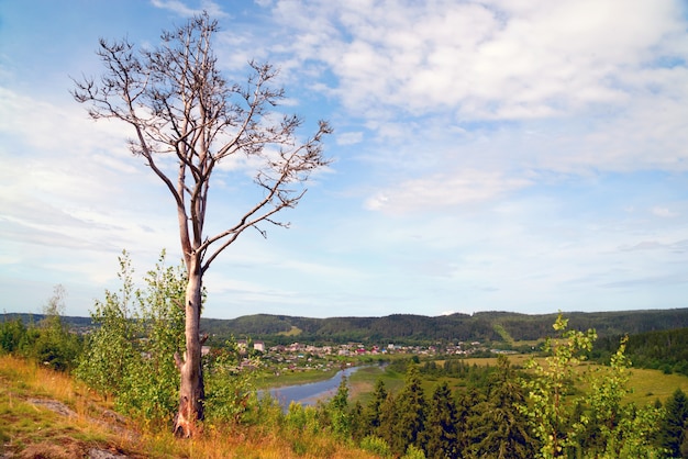 Árbol muerto al borde del pueblo de montaña