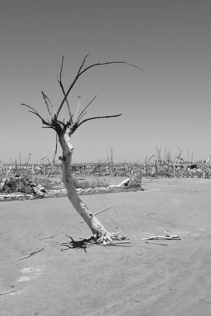 Árbol muerto en la arena contra un cielo despejado