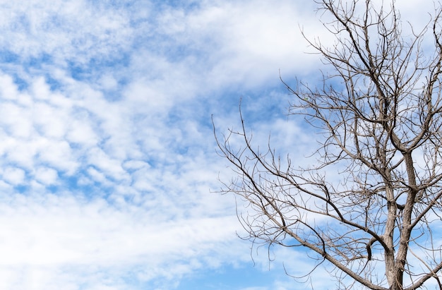 Árbol muerto y fondo del cielo