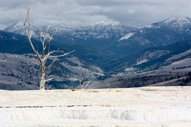 Árbol muerto en Mammoth Hot Springs