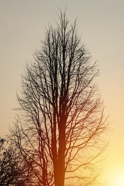 Árbol muerto en naranja del atardecer bajando la montaña