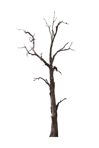 Árbol muerto o árbol seco aislado en blanco
