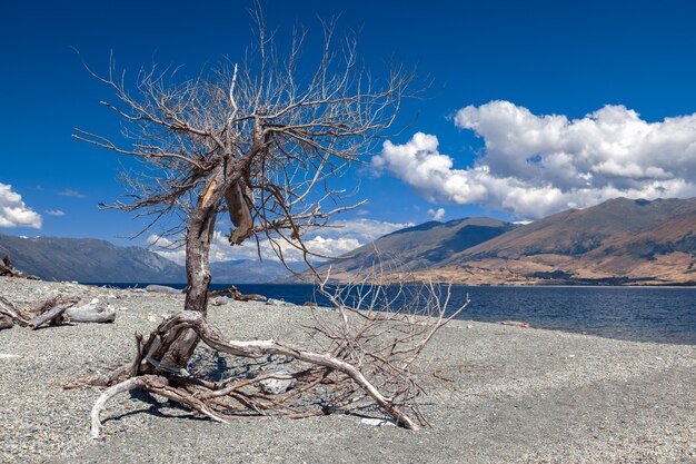 Árbol muerto a orillas del lago Wanaka en Nueva Zelanda