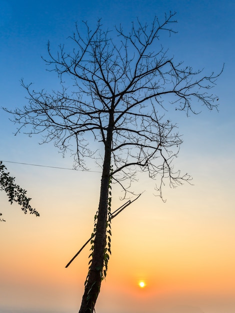 Árbol muerto silueta en el cielo del atardecer