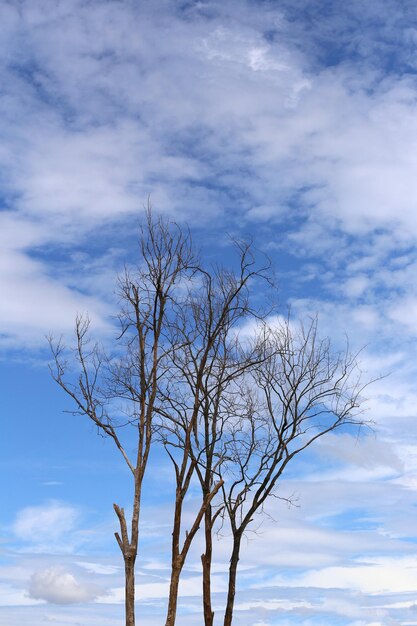 Árbol muerto sobre el fondo del cielo azul