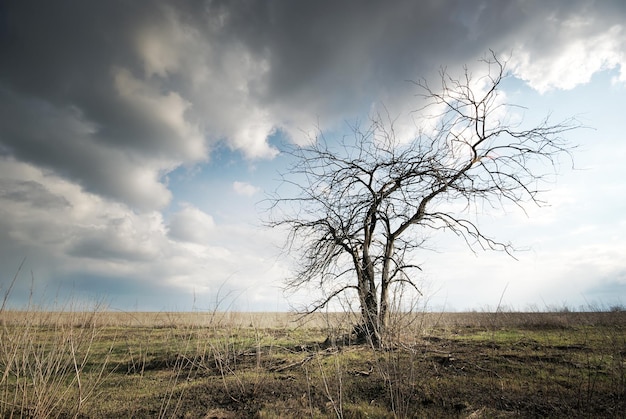 Árbol muerto solitario. Naturaleza del arte.