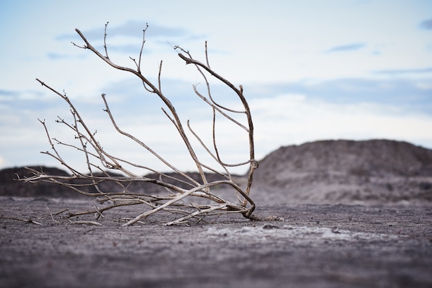 Árbol muerto solitario en suelo árido bajo un cielo nublado. Concepto de calentamiento global.