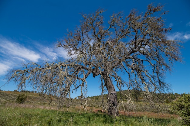 Árbol muerto solitario