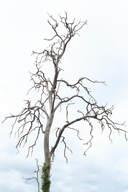 Árbol muerto en la Tailandia