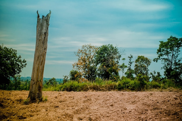 Árbol muerto, tierra seca con tocones grandes en la textura de fondo de cielo azul.