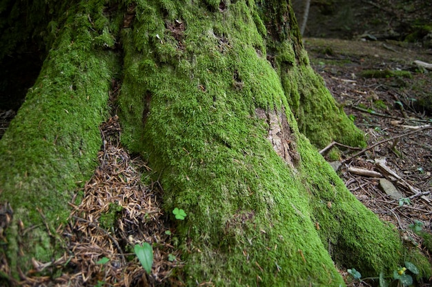 Árbol con musgo