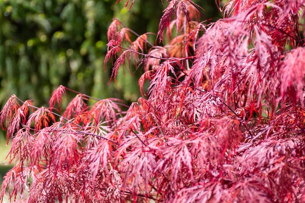 Árbol muy hermoso con hojas rosadas.