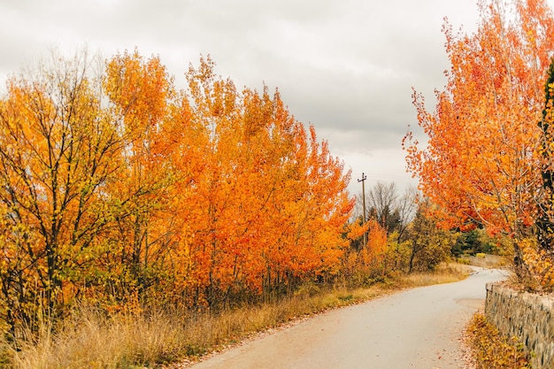 Árbol naranja y amarillo vivo en otoño