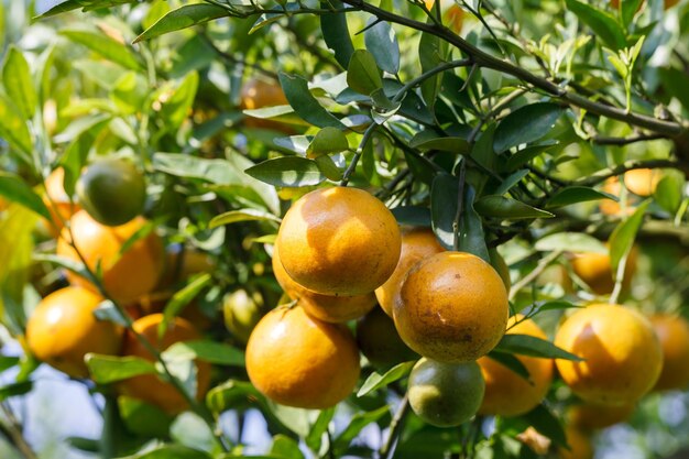 Árbol de naranja