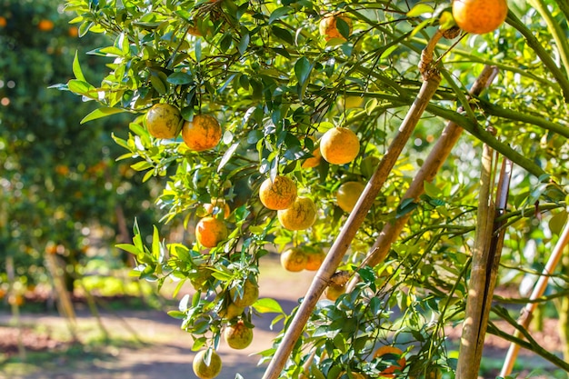 Árbol de naranjas - Granja de naranjas en el distrito de fang en Chiang Mai, Tailandia