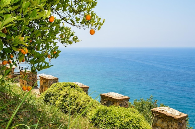 Árbol con naranjas maduras en el fondo del mar