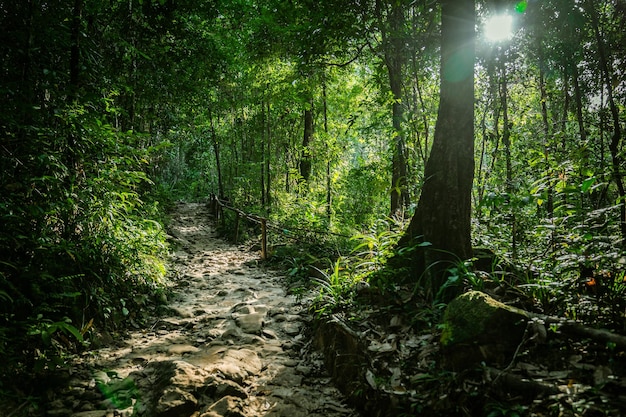 Árbol natural en el bosque por la tarde con luz solar y sombra del árbol