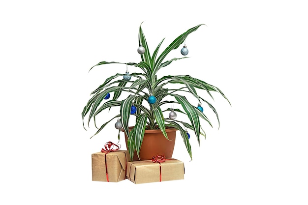 Árbol de Navidad alternativo sin desperdicio, planta de palma dracaena en una maceta decorada con bolas de Navidad