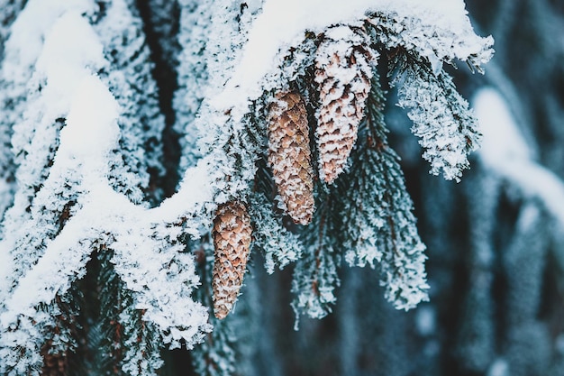 Árbol de Navidad con conos bajo la nieve, naturaleza del bosque de invierno