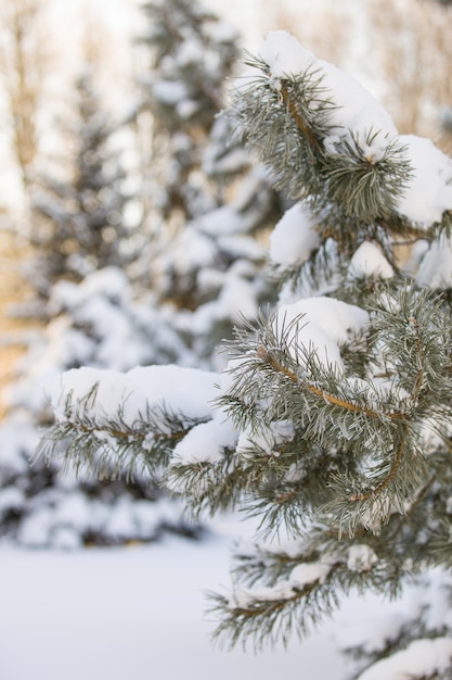 Árbol de Navidad cubierto de nieve en un bosque de invierno en un día soleado Hermosa naturaleza