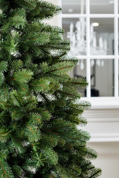 Árbol de Navidad de primer plano sin juguetes. Buen espíritu de año nuevo. Ramas de un árbol de Navidad verde de cerca