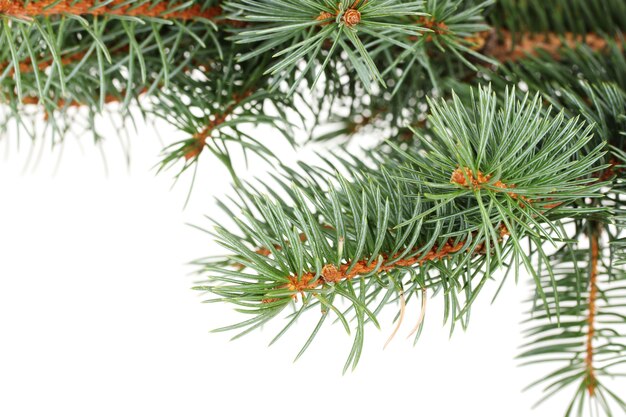 Árbol de Navidad verde aislado sobre superficie blanca