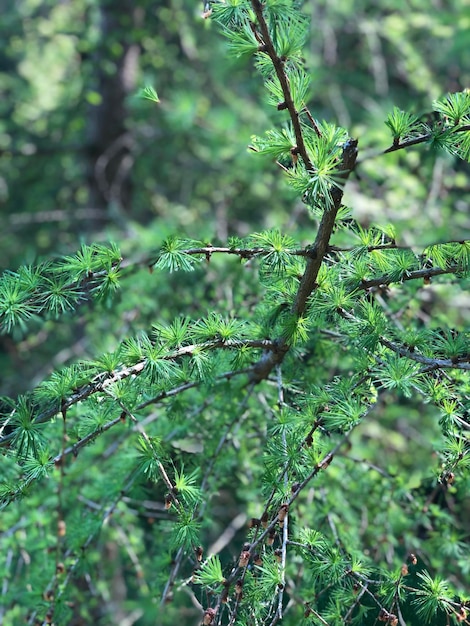 Árbol de Navidad verde