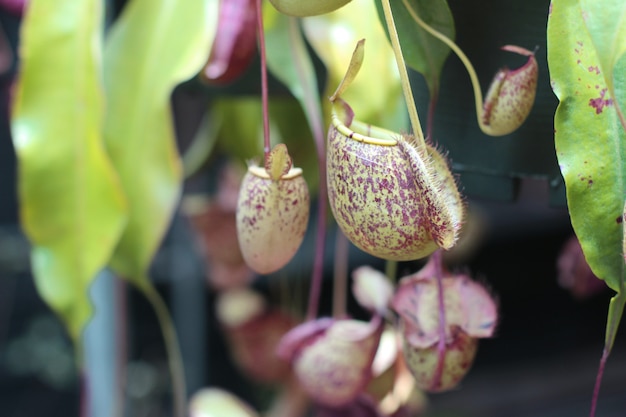 Árbol de Nepenthes, plantas de jarra tropical crecimiento en la naturaleza