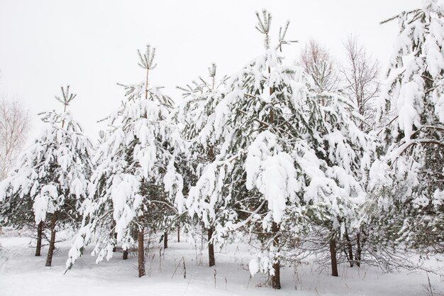 Árbol nevado en el bosque. Nieve blanca en las ramas de los árboles. Invierno nevado