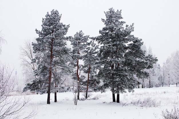 Árbol en la nieve en un día nublado